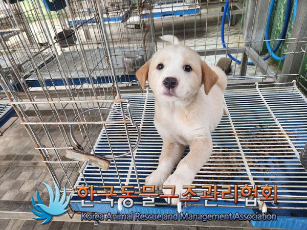 한국동물구조관리협회_441409202301263
